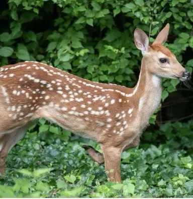 B1B2C1中考高考口语练习 第1张