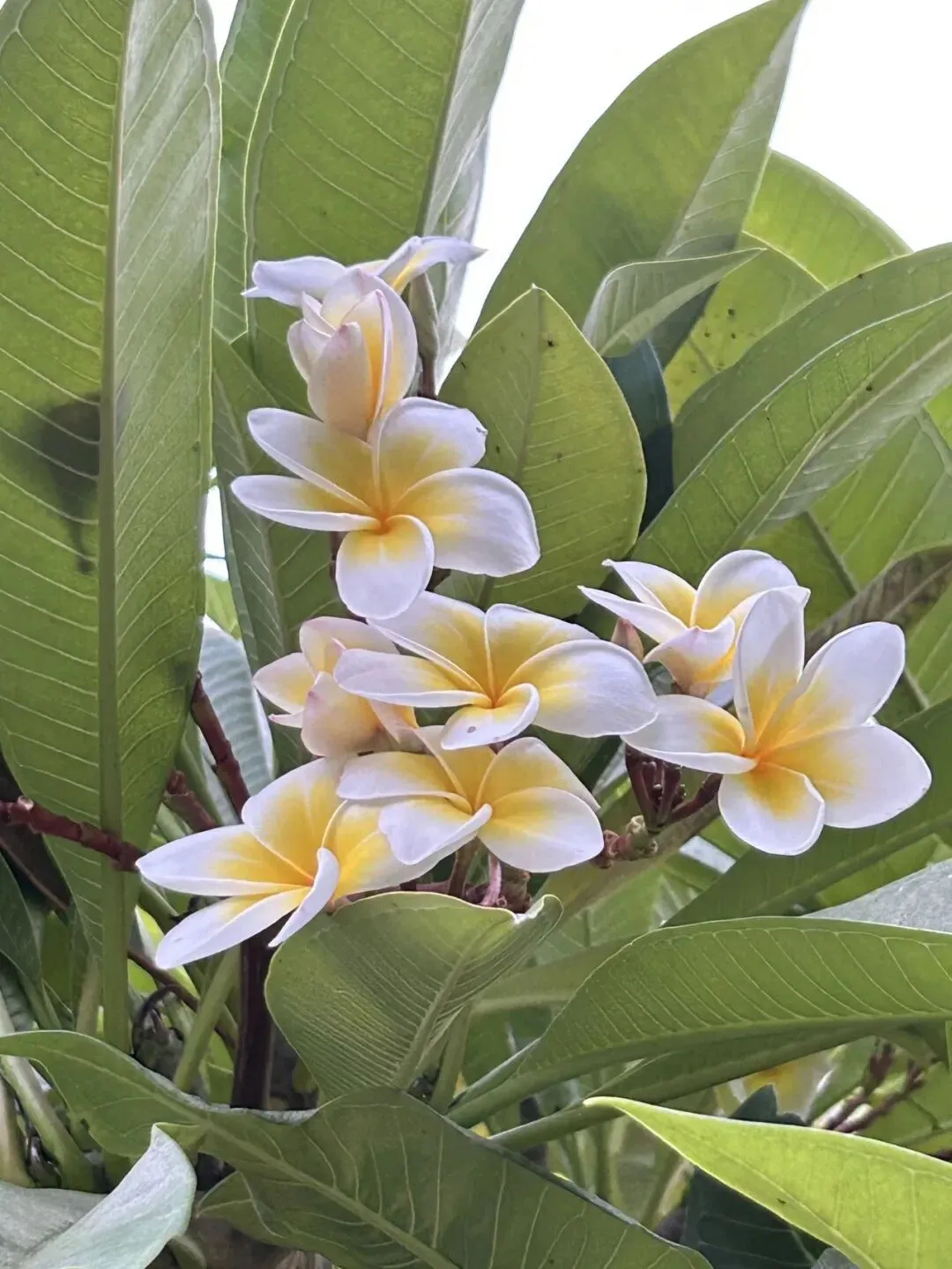 B1B2C1中考高考口语练习 第4张