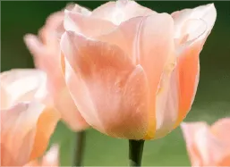 中考模拟作文七:《放弃了——我收获了——》审题指导及范文示例 第11张