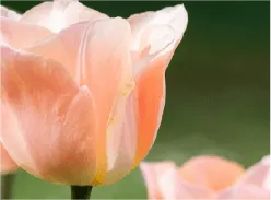 中考模拟作文七:《放弃了——我收获了——》审题指导及范文示例 第12张