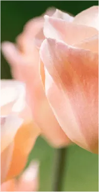 中考模拟作文七:《放弃了——我收获了——》审题指导及范文示例 第14张