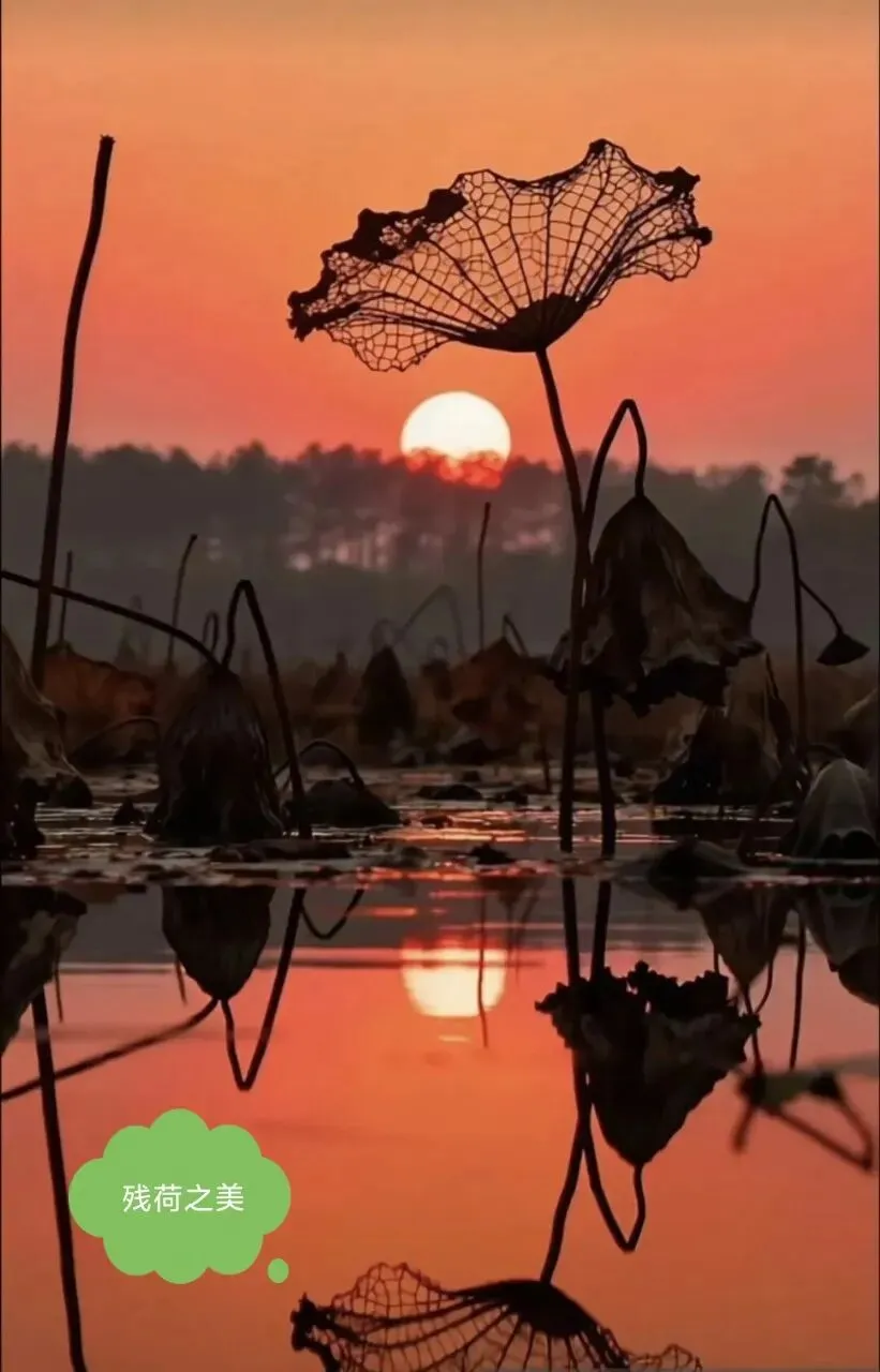 中考优秀素材积累(7)——月考考砸了?其实缺憾,是另一种满分,缺憾亦美,成长当歌 第2张