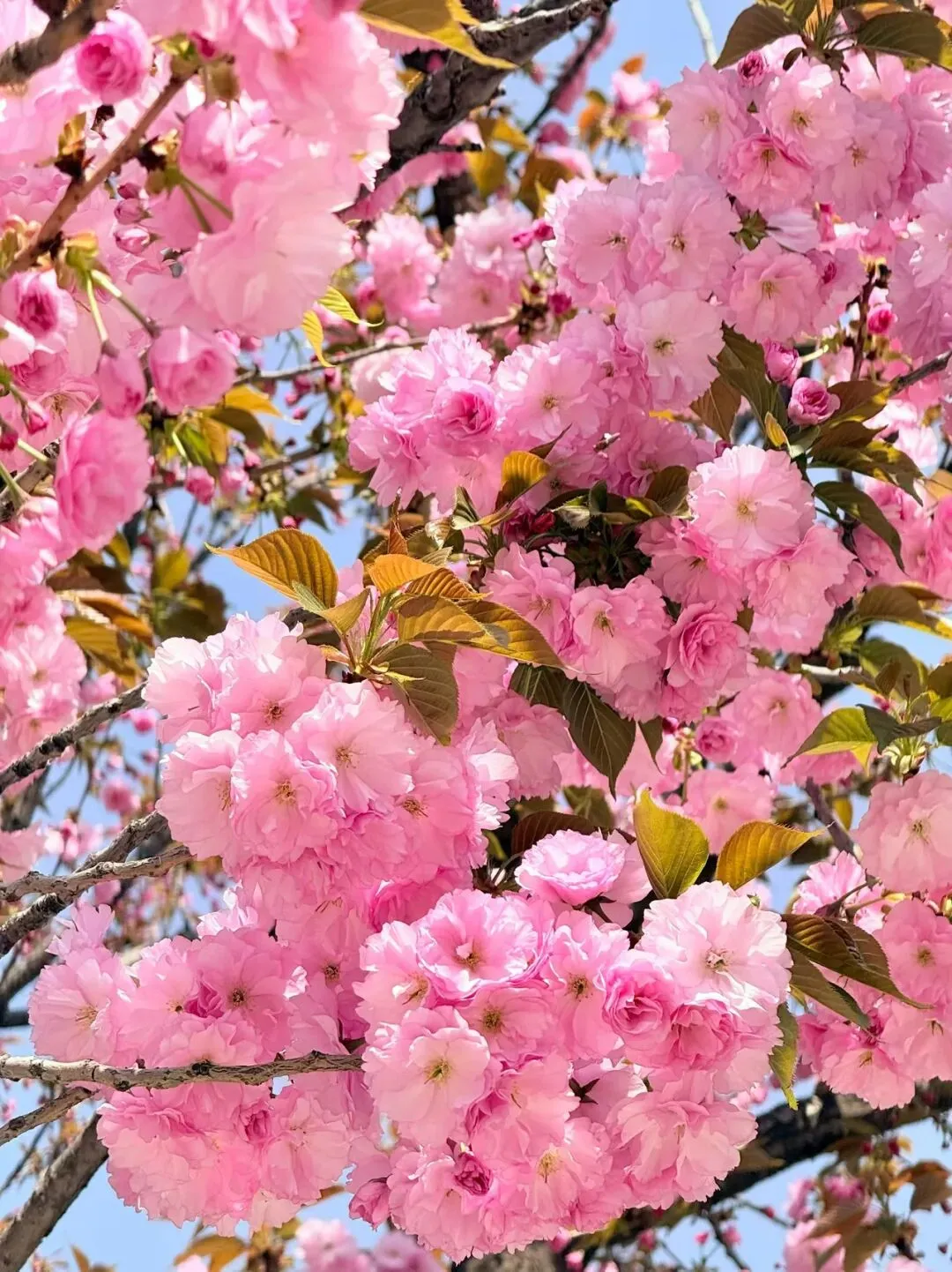 中考80多天:做孩子最稳的靠山,而非最紧的枷锁 第2张