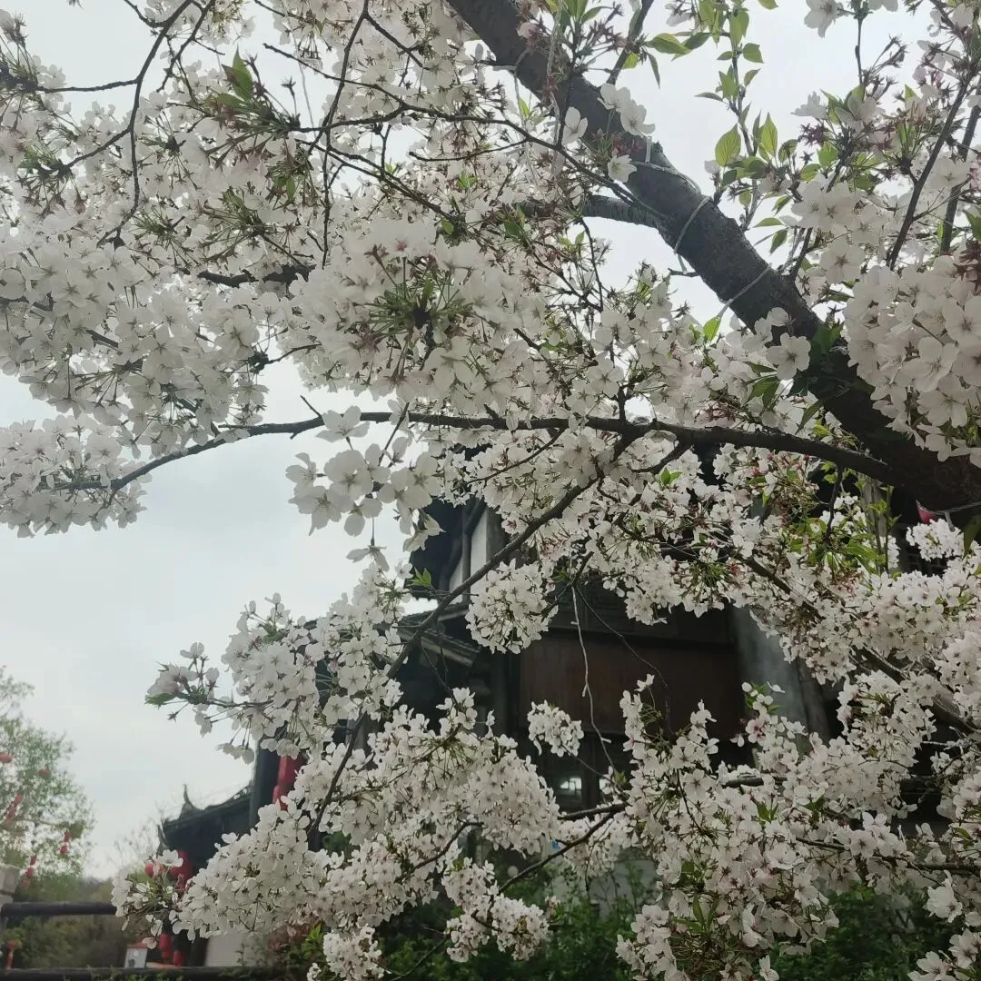 2024年徐州一模作文真题解析及例文 第1张 2024年徐州一模作文真题解析及例文 第1张