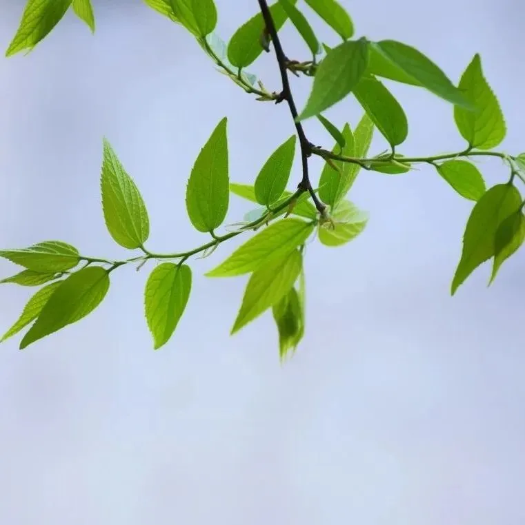 【七下阅读专项】以“中考真题考点定位”革新课前复习模式! 第6张 【七下阅读专项】以“中考真题考点定位”革新课前复习模式! 第6张