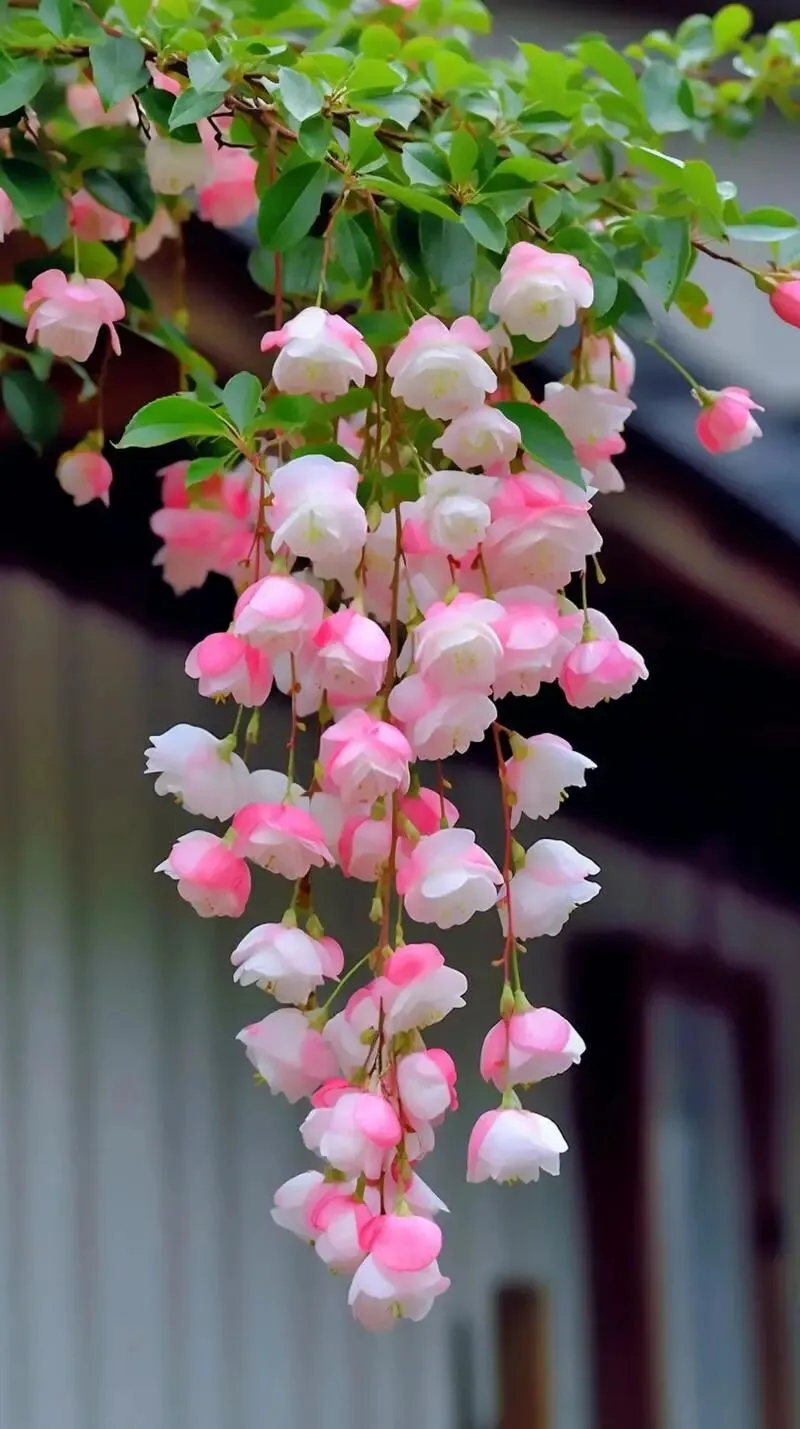 学生不能玩这个梗,不然高考与中考在默写古诗文上要丢两分……别让梗,弄丢了人间四月天的诗意! 第1张