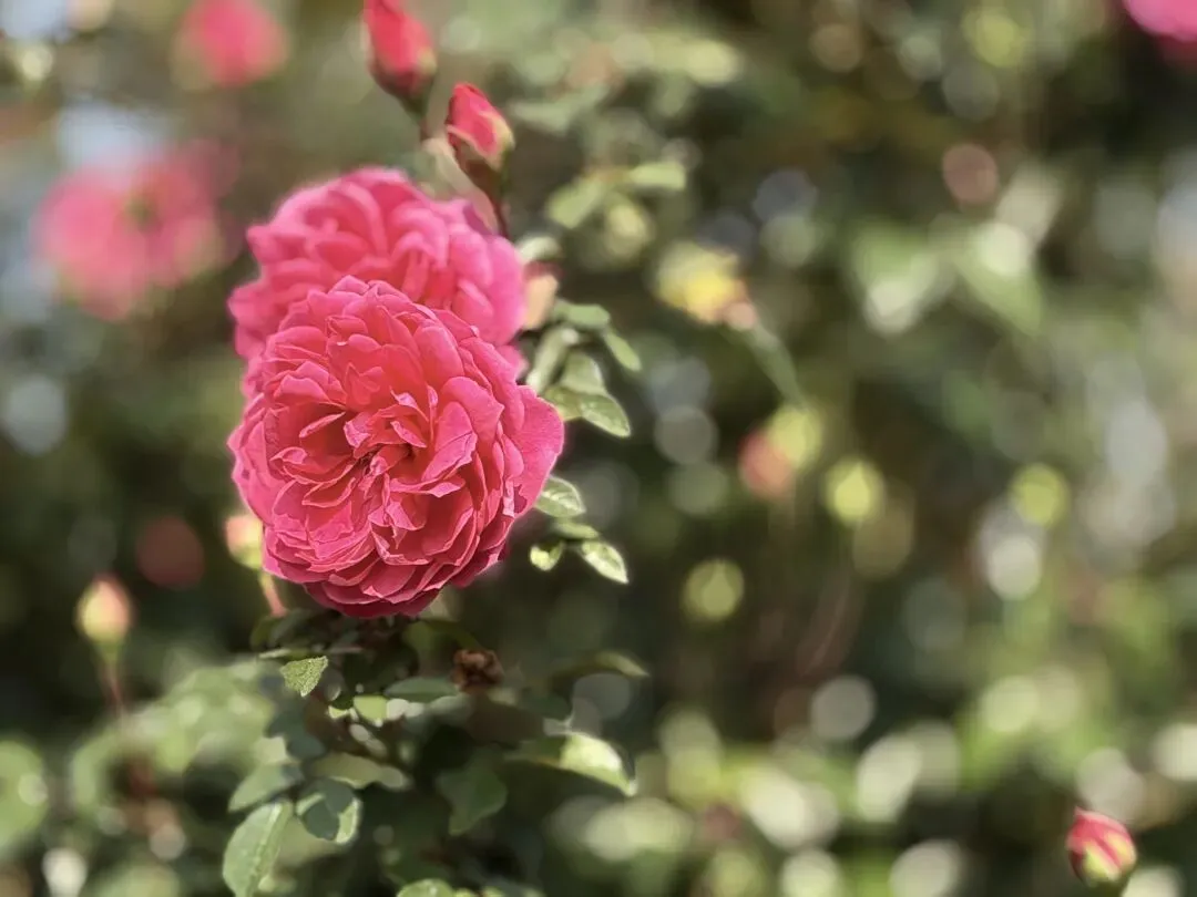 饵丝米线都是米||2026中考语文备考的应“变”策略 第6张