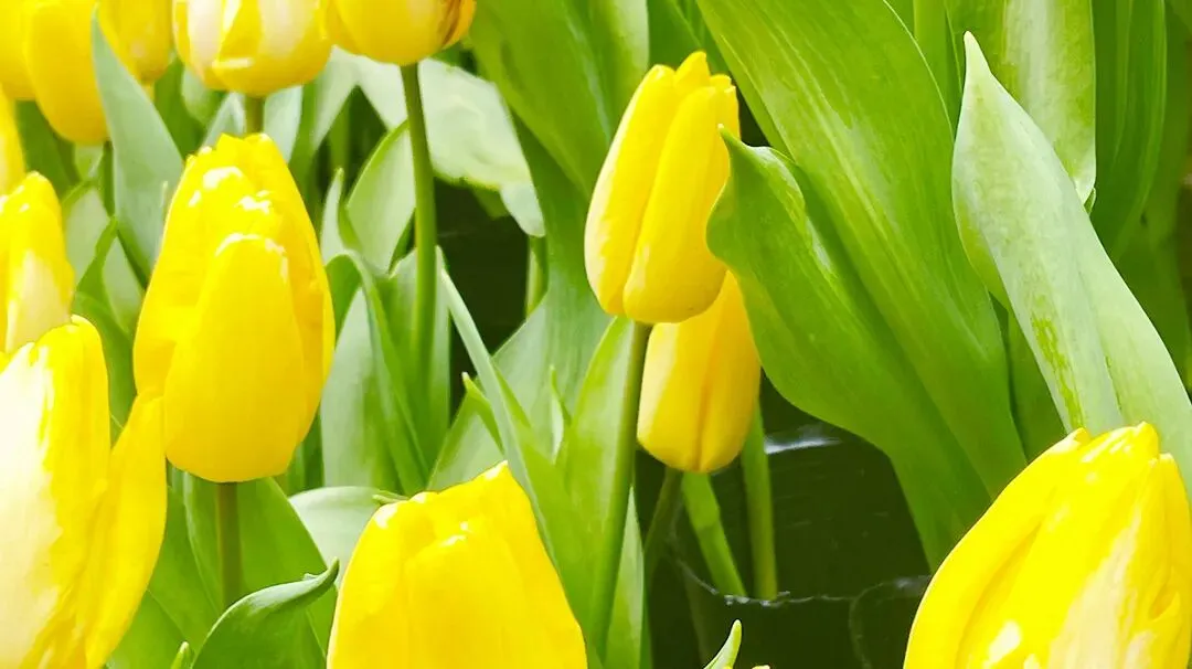 【夏老师阅读与表达】六年级毕业考·真题训练(一) 第11张