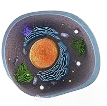 初中生物:中考会考35个最易出错考点汇总,建议收藏! 第2张