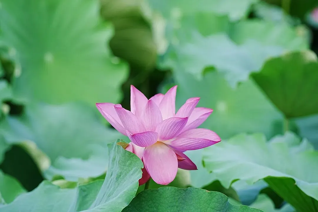 【高三各地数学模拟考试】数学试题2026太原高考一模数学试题+答案(2026.3.27) 第16张