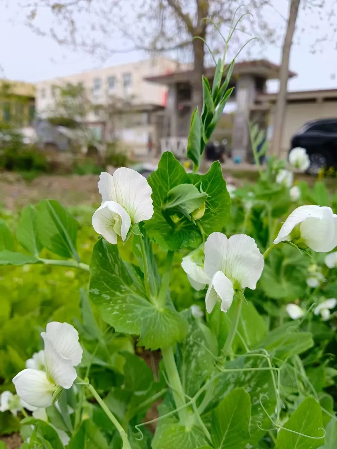 我写清明节气的一篇小文,被多个语文试卷选做阅读理解题. 第5张