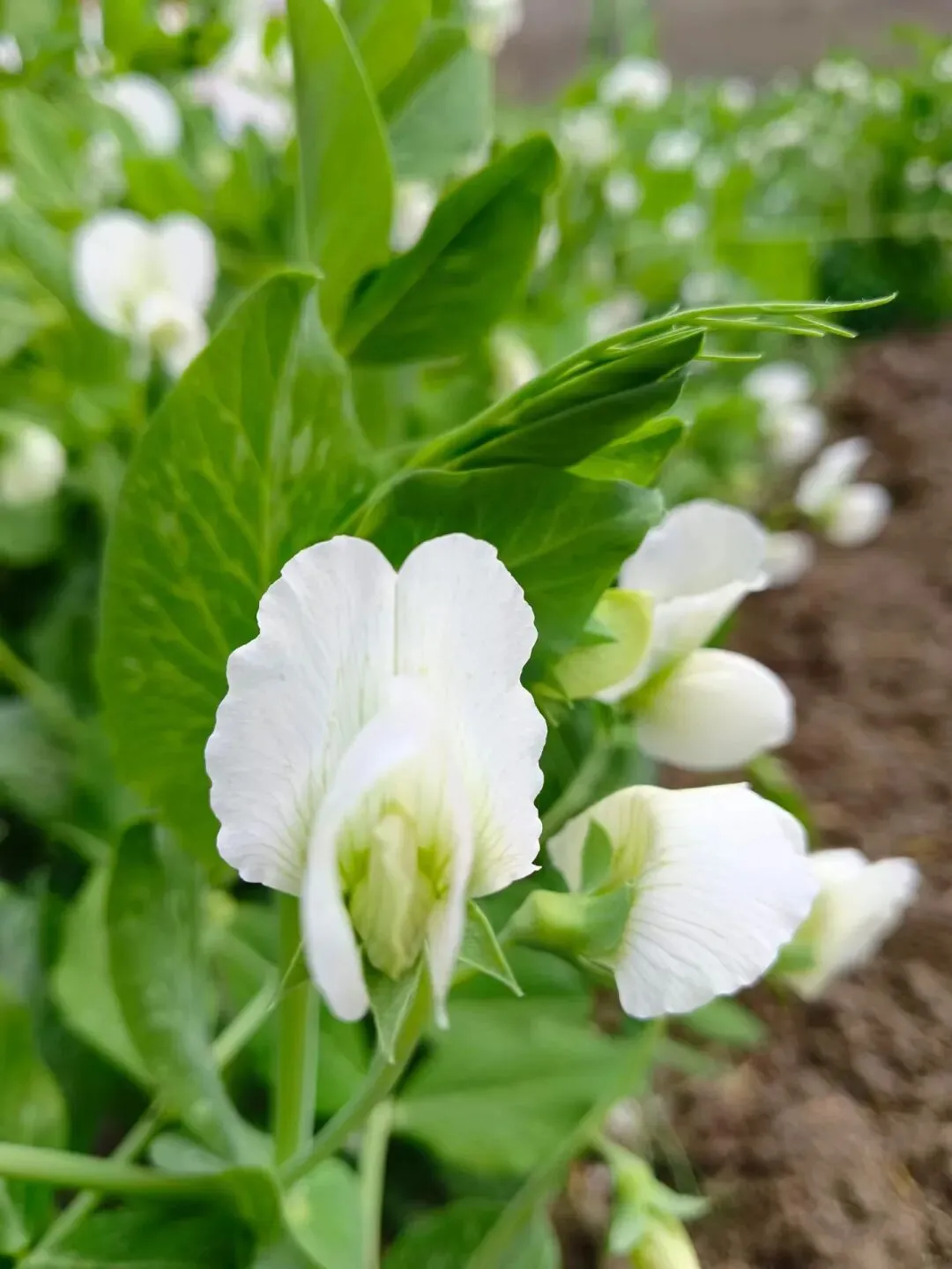 我写清明节气的一篇小文,被多个语文试卷选做阅读理解题. 第6张