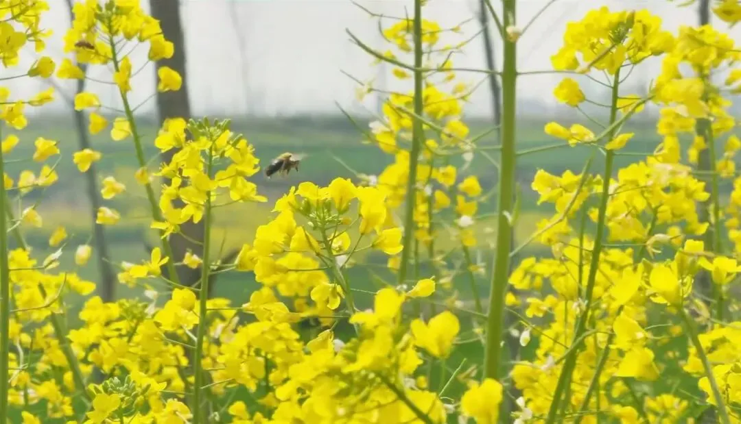 我写清明节气的一篇小文,被多个语文试卷选做阅读理解题. 第7张