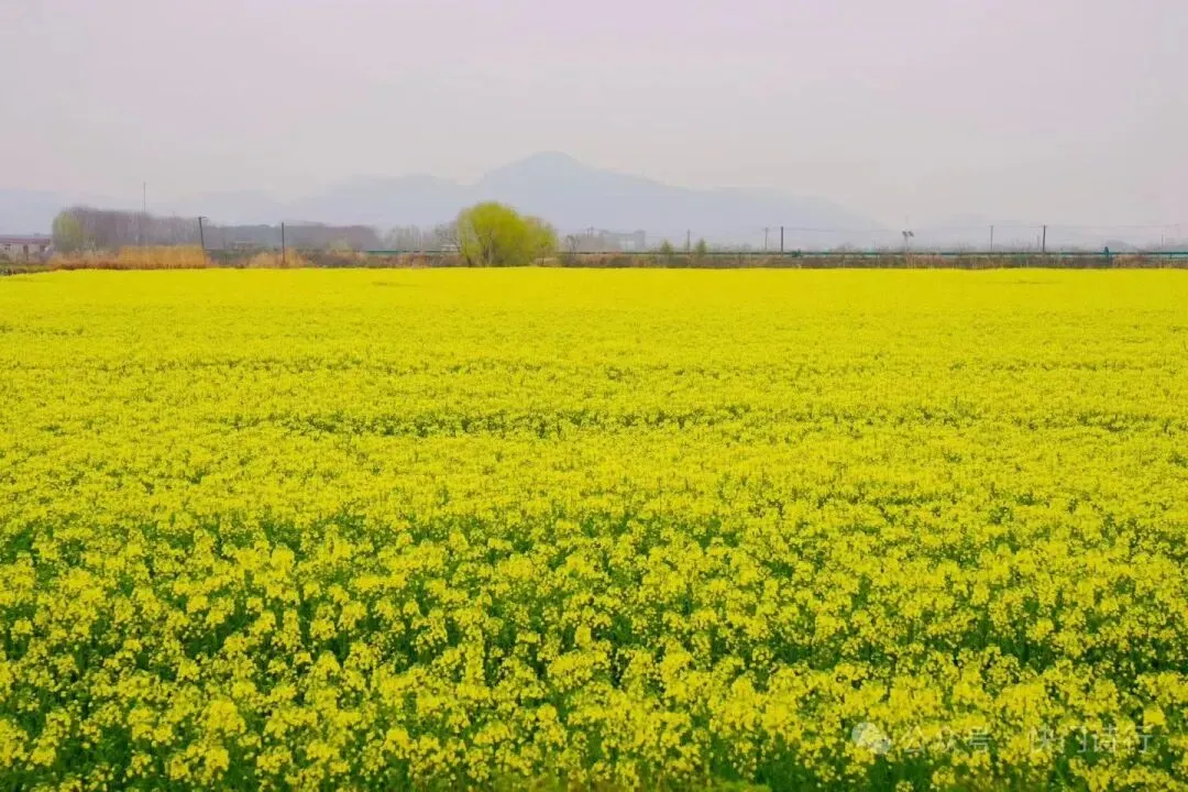 我写清明节气的一篇小文,被多个语文试卷选做阅读理解题. 第8张