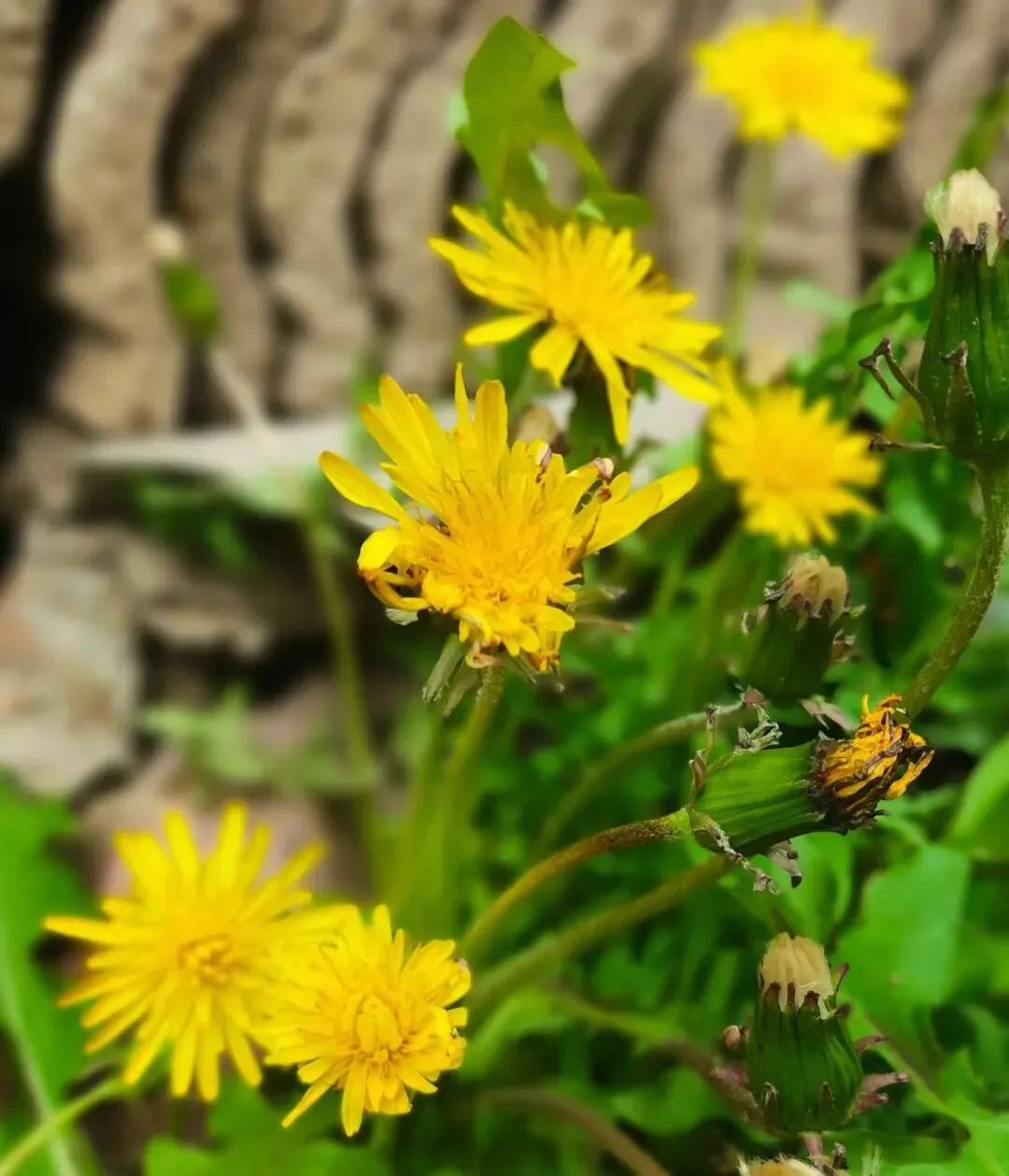 我写清明节气的一篇小文,被多个语文试卷选做阅读理解题. 第10张