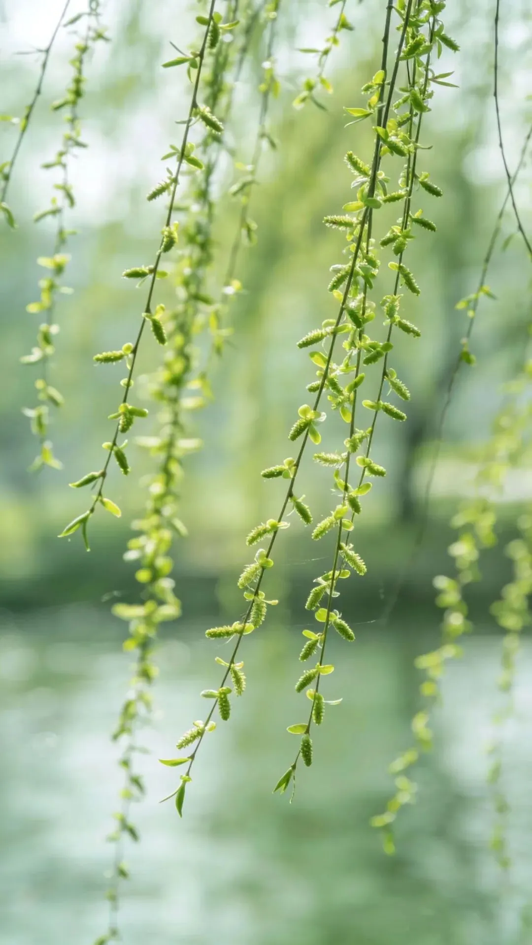 我写清明节气的一篇小文,被多个语文试卷选做阅读理解题. 第11张