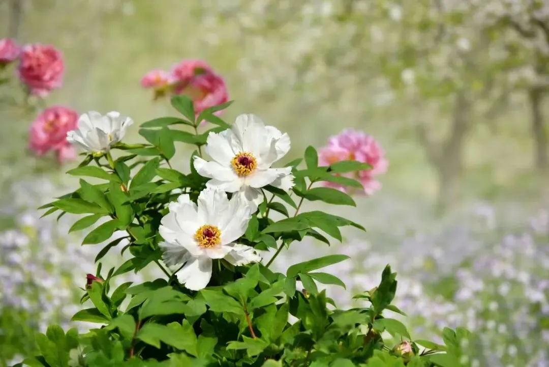 我写清明节气的一篇小文,被多个语文试卷选做阅读理解题. 第12张