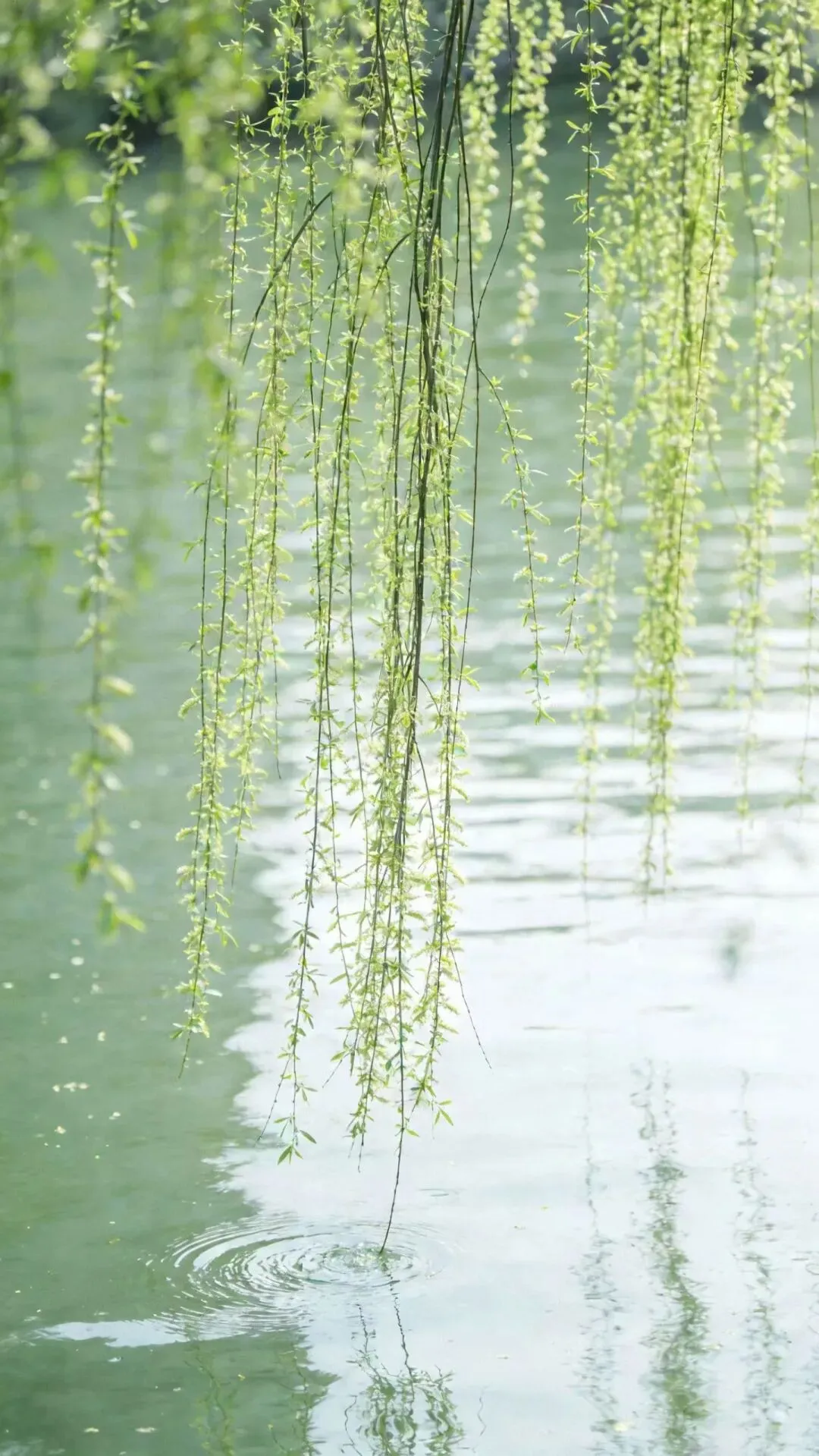 我写清明节气的一篇小文,被多个语文试卷选做阅读理解题. 第13张