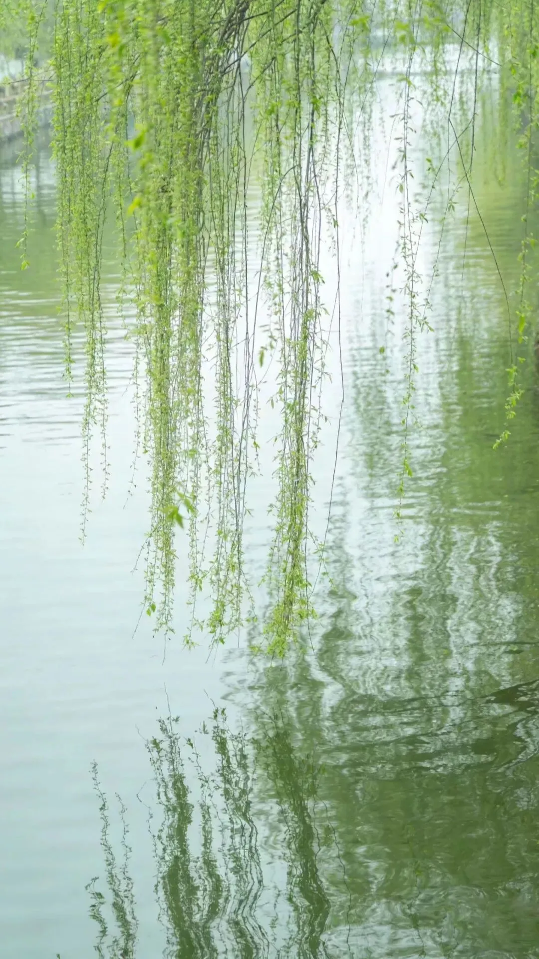 我写清明节气的一篇小文,被多个语文试卷选做阅读理解题. 第14张