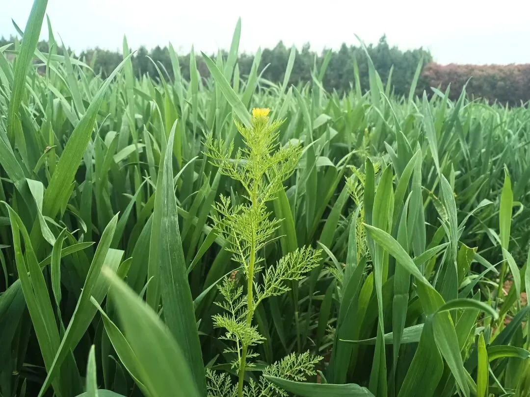 我写清明节气的一篇小文,被多个语文试卷选做阅读理解题. 第16张