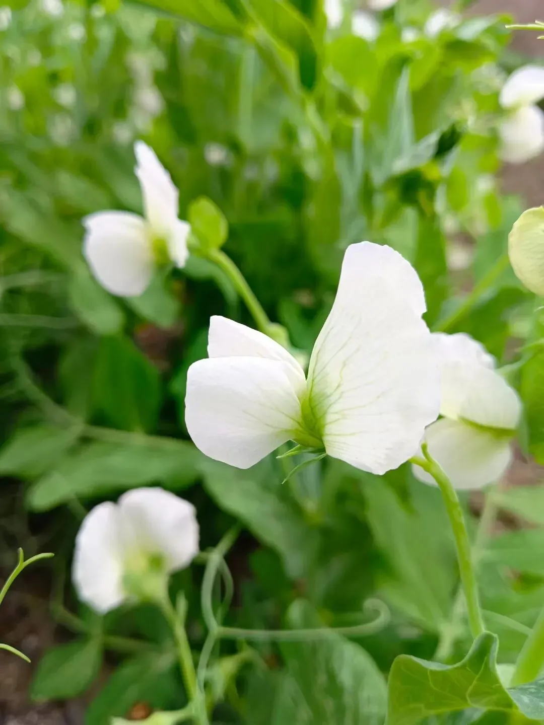 我写清明节气的一篇小文,被多个语文试卷选做阅读理解题. 第17张