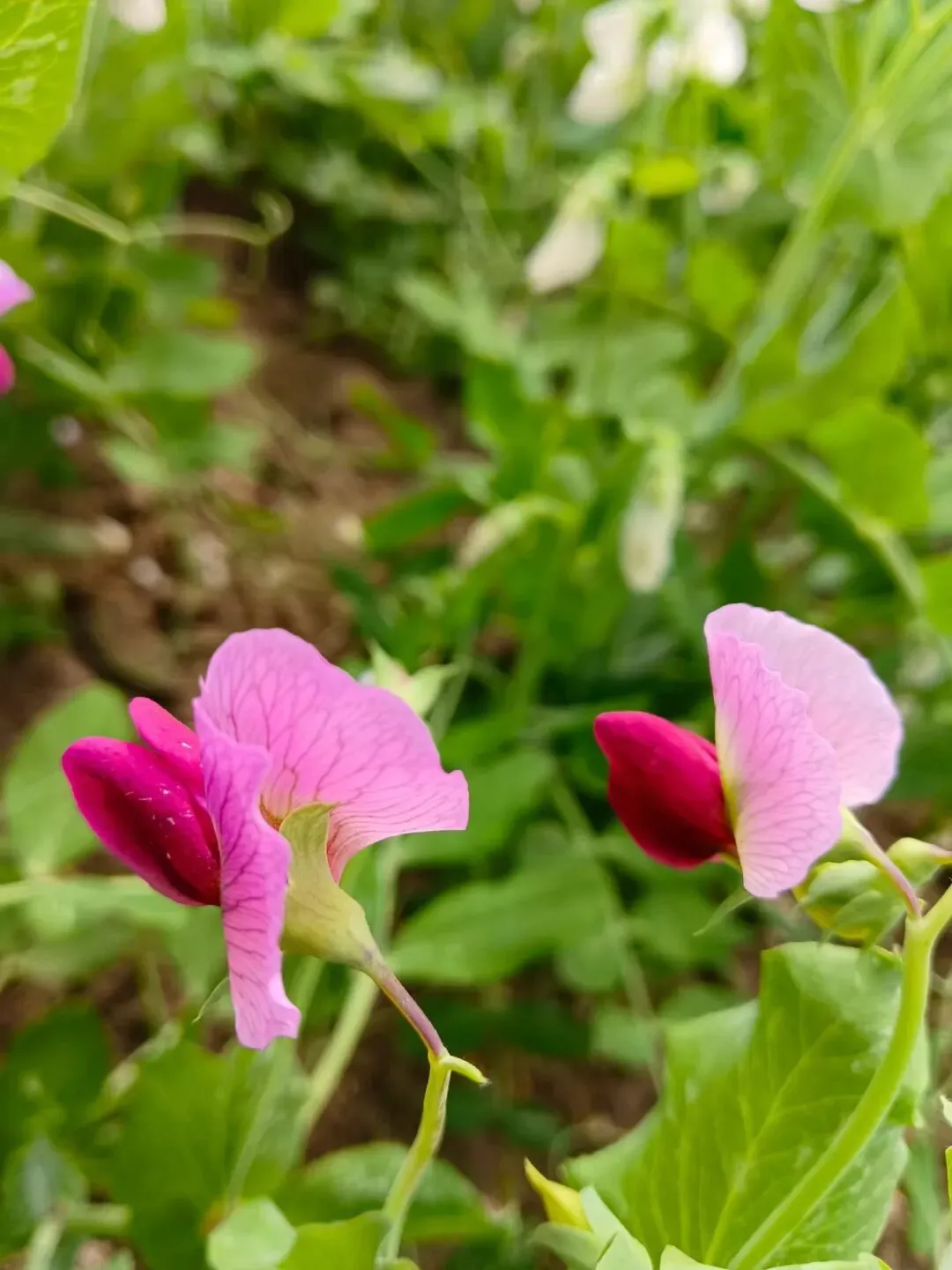 我写清明节气的一篇小文,被多个语文试卷选做阅读理解题. 第18张