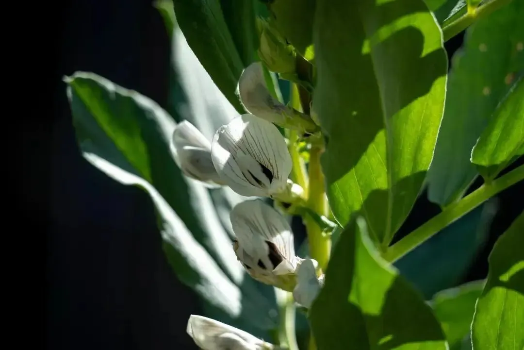 我写清明节气的一篇小文,被多个语文试卷选做阅读理解题. 第19张