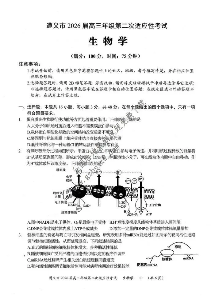 《高中试卷》贵州省遵义市2026届高三上学期第二次适应性考试生物试卷(含答案) 第2张