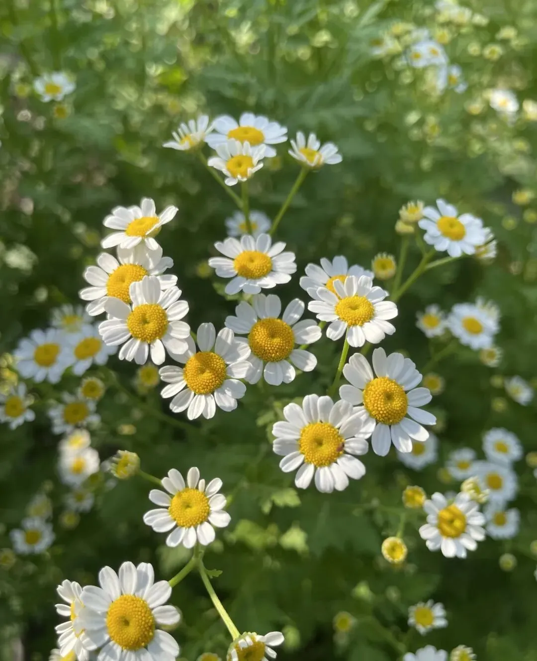 中考亲情成长高分素材:用清明节写出生命哲思 第3张