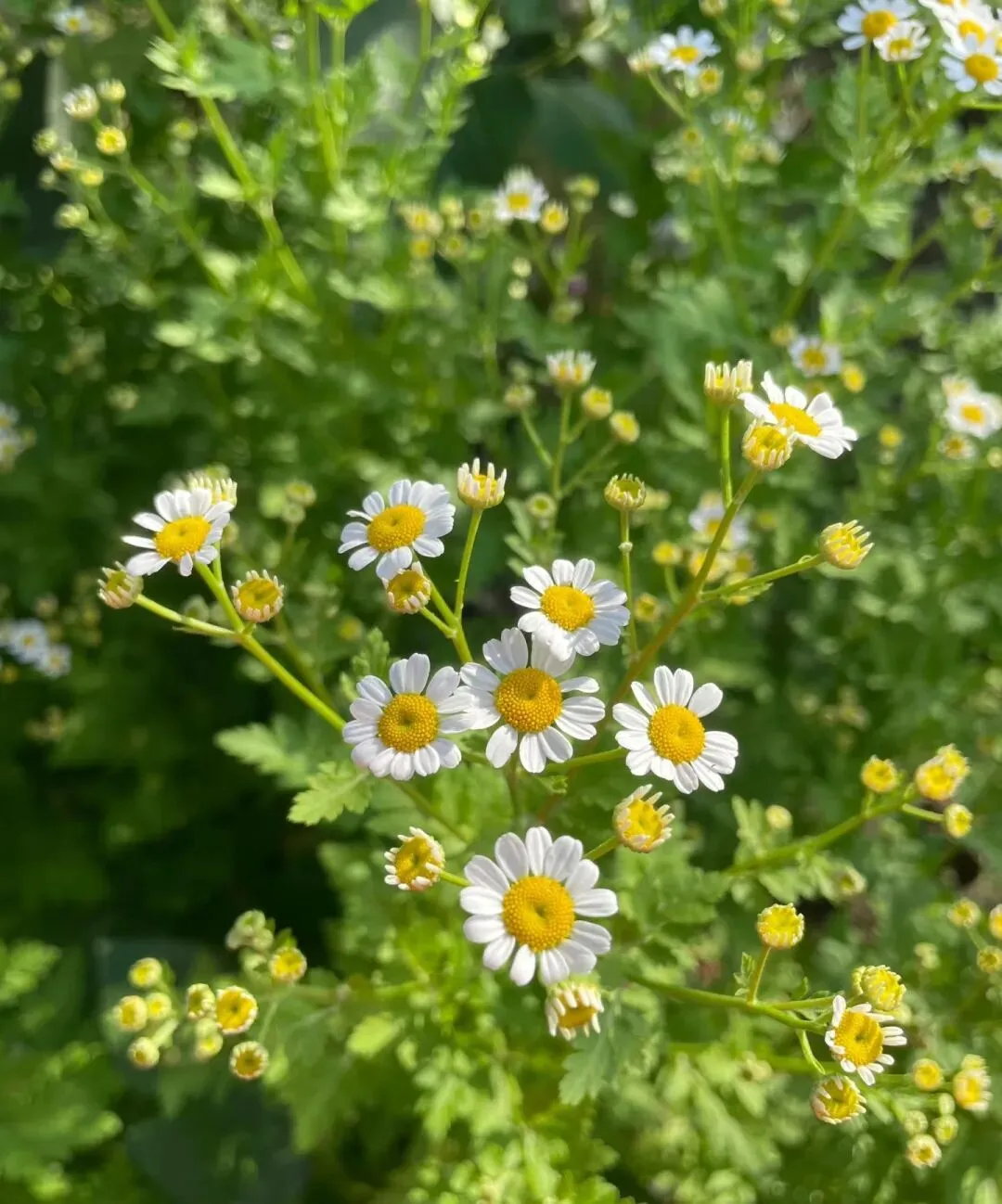 中考亲情成长高分素材:用清明节写出生命哲思 第4张