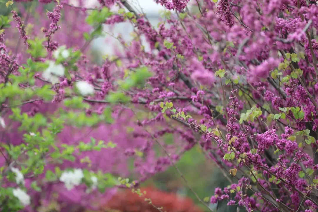 距中考71天丨做个有格局的供给者 第1张