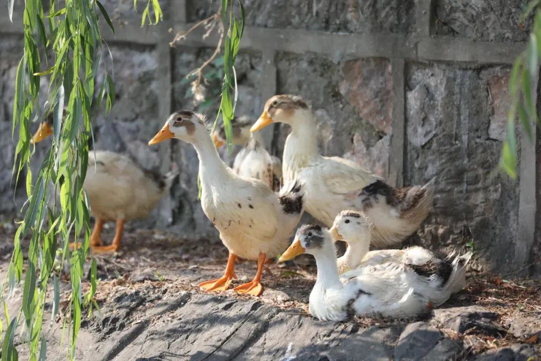 距中考71天丨做个有格局的供给者 第3张