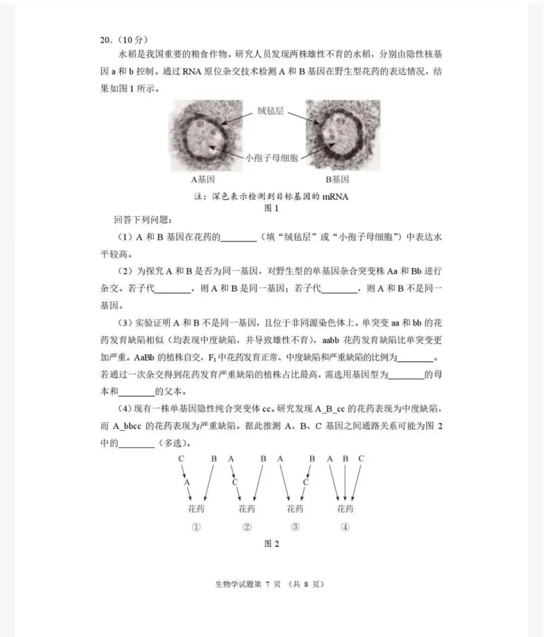 2026年河南省高三适应性考试生物学试卷及答案 第7张