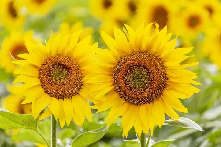 小升初真题作文-《那一抹微笑》 校园生活 第1张