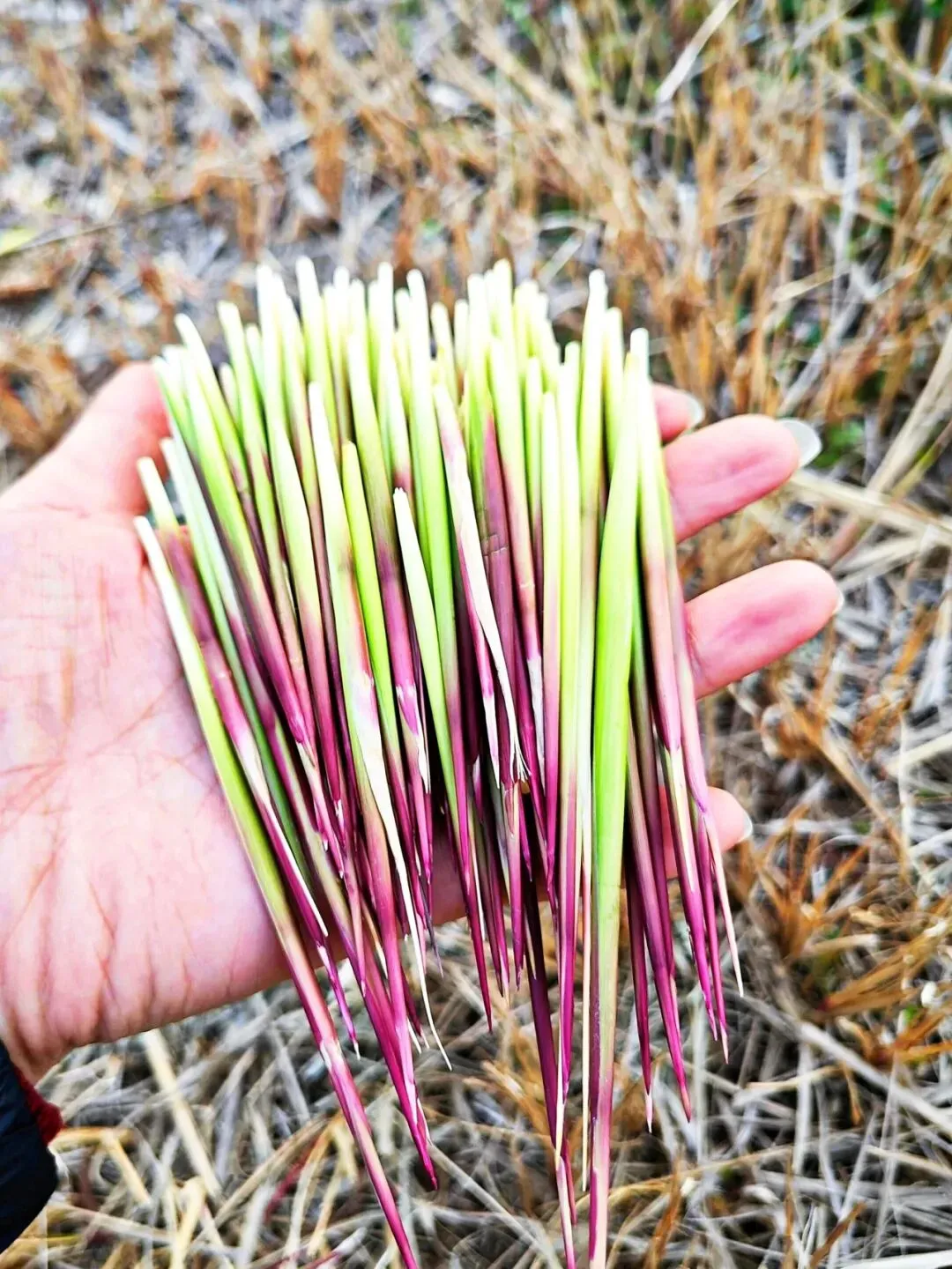 中考作文高分突破|《品味春天》 第5张