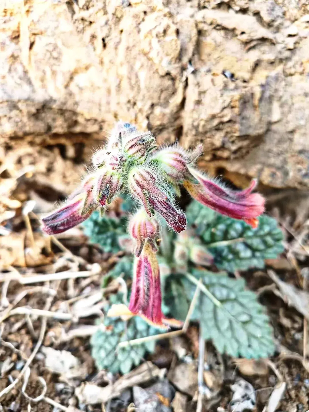 中考作文高分突破|《品味春天》 第6张