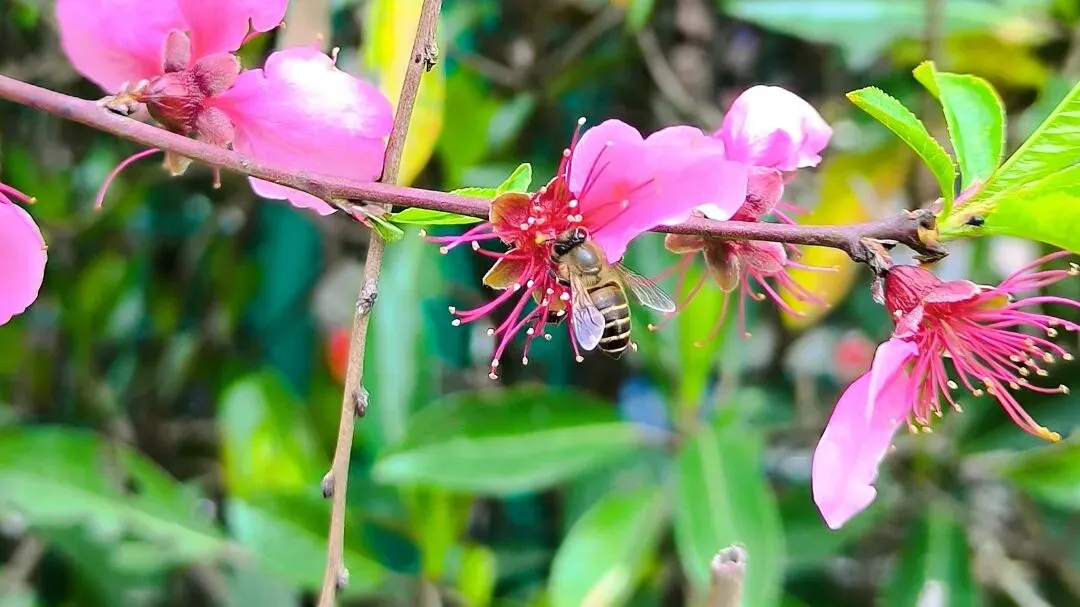 中考作文高分突破|《品味春天》 第8张