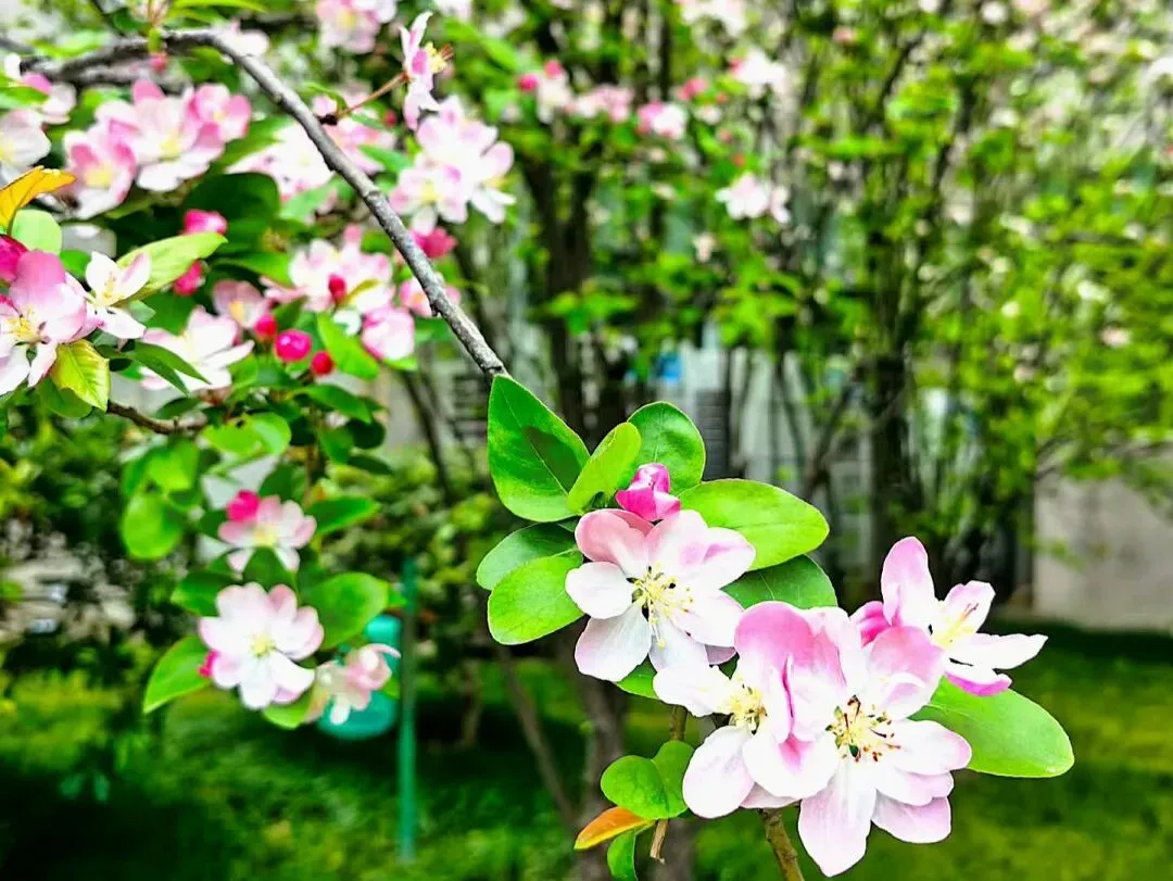 中考作文高分突破|《品味春天》 第12张