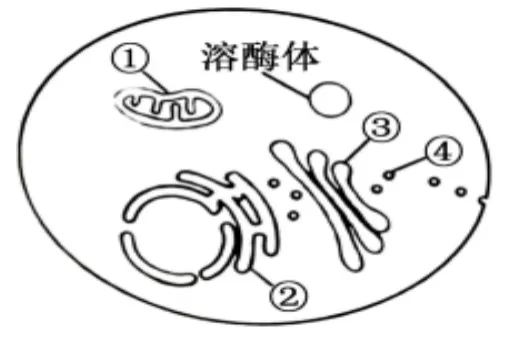 【总180期】析真题 悟方法 提素养——安徽卷 2025年 第1-3题 第15张 【总180期】析真题 悟方法 提素养——安徽卷 2025年 第1-3题 第15张