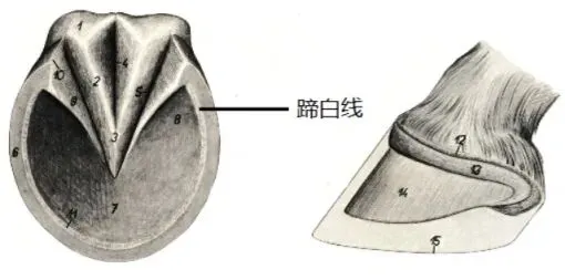 真题分享 | 执兽考试易错题之临床解剖篇(二) 第4张 真题分享 | 执兽考试易错题之临床解剖篇(二) 第4张