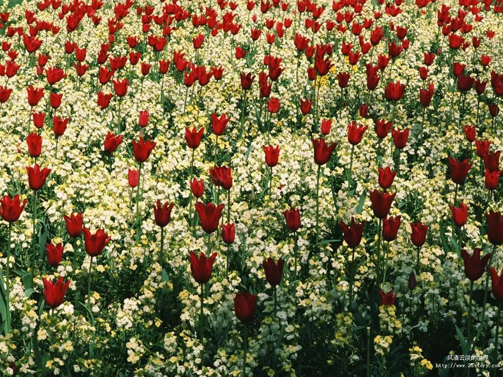 《红星照耀中国》中考真题及典型模拟题训练(原卷版) 第2张 《红星照耀中国》中考真题及典型模拟题训练(原卷版) 第2张