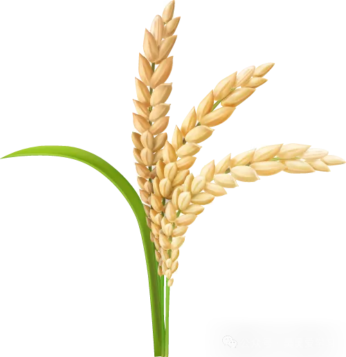 26春八年下册数学【苏科版】第一次月考试卷~2套(原卷版+解析版)完整高清电子版可打印 第4张