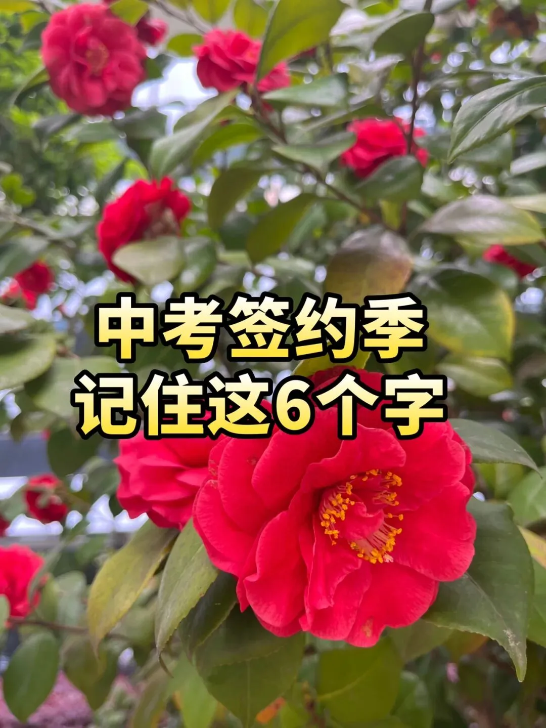 中考签约季:记住这6个字 第1张