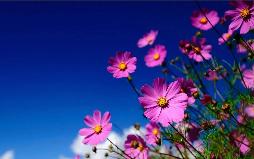 小升初真题作文-《那一节语文课》 师生情谊 第1张