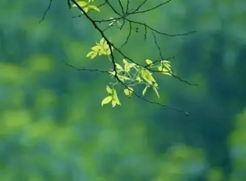 2026年中考模拟考试化学试题6 第11张