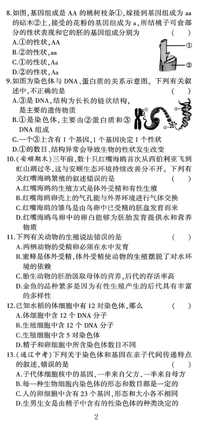 期中试卷:人教版生物八年级下册期中考试试卷 第3张