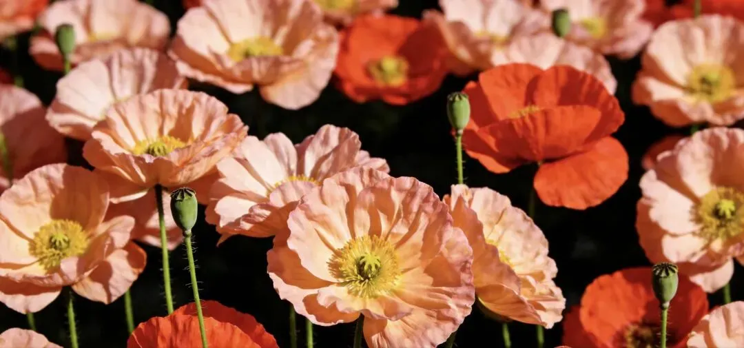 ||中考倒计时72天 清明节后的随笔 第1张