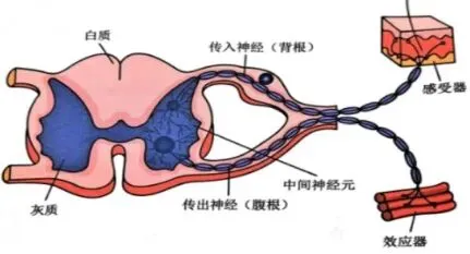 真题分享 | 执兽考试易错题之临床解剖篇(三) 第4张
