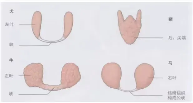 真题分享 | 执兽考试易错题之临床解剖篇(三) 第5张