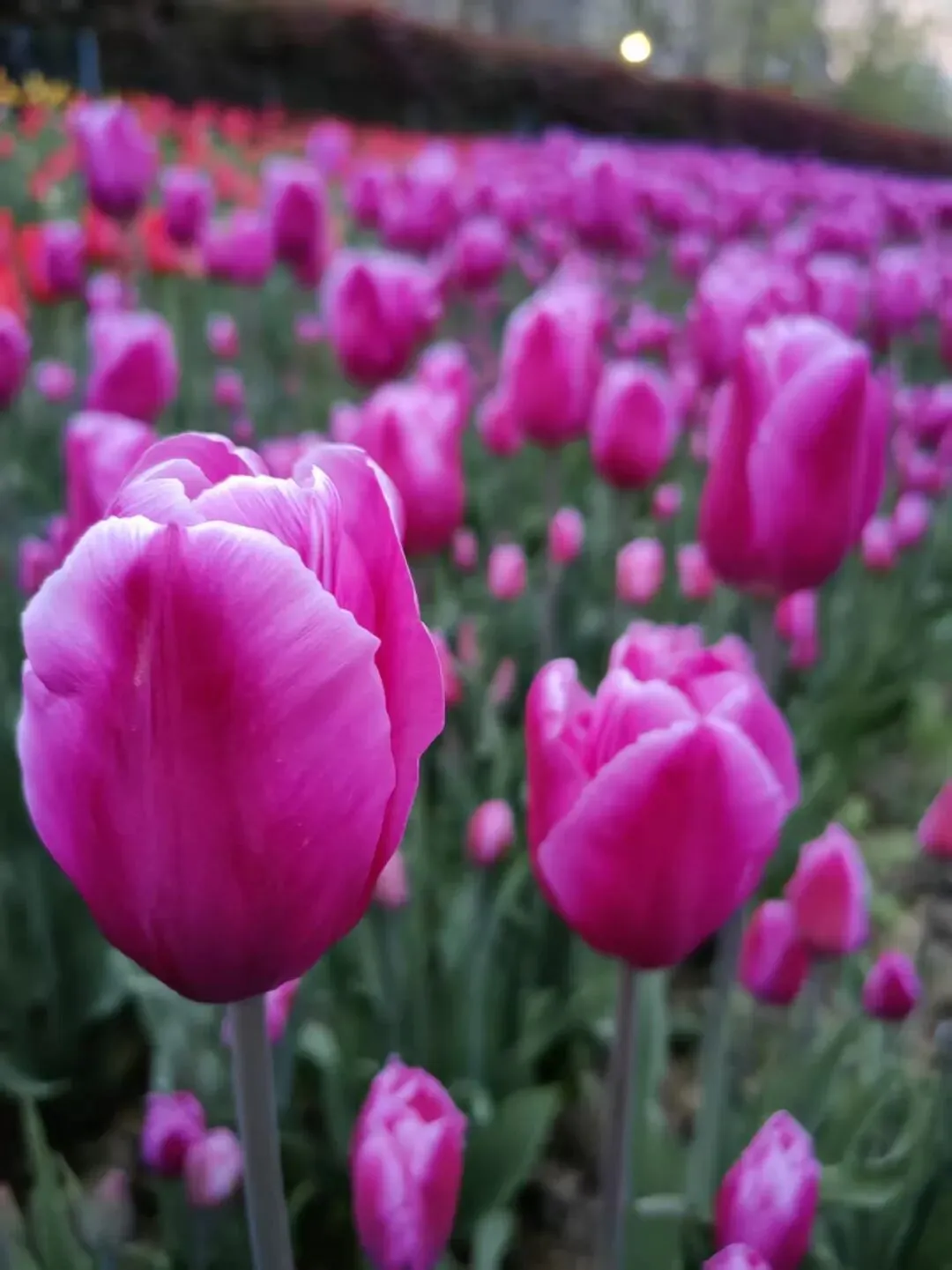 2026年铁一中语文二模试卷+答案解析 第11张